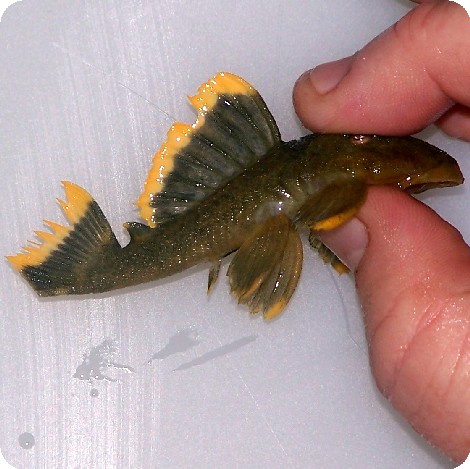 L047 - Mango Pleco - 3-4 inch L047 - Mango Pleco - 3-4 inch
